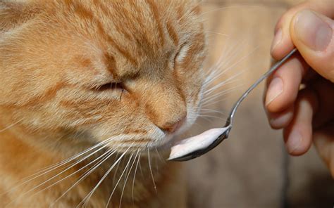 Make sure to use a plain yogurt with whole milk, without vanilla or sweeteners. Can Cats Eat Yogurt? Benefits of Yogurt for cats | Kitty ...