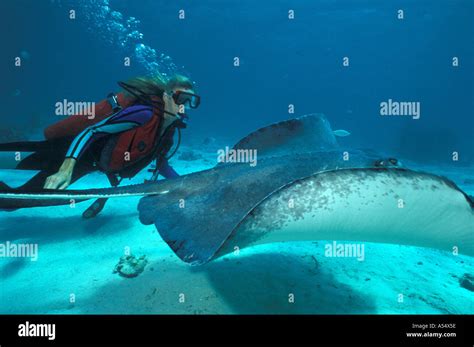 grand cayman island west indies caribbean stingray city sting ray diver swimming with ray stock