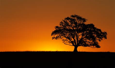 The Sunset Tree Golden Hours Photos Australianlight Fine Art Landscape Photography