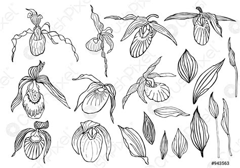 Hand Drawn Set Of Orchid Flowers Stock Vector Crushpixel