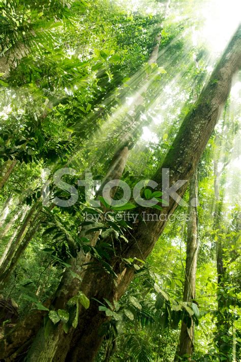 Rainforest Stock Photo Royalty Free Freeimages