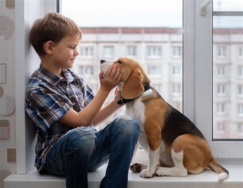 Chien Dappartement Quelle Race Choisir Nos Conseils