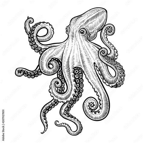 Octopus Vector Hand Drawn Illustration Stock Vector Adobe Stock