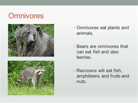 Omnivorous Animals Pictures With Names