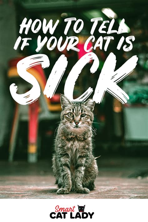 How To Tell If Your Cat Is Sick Pet Care Cats Sick Cat Cats