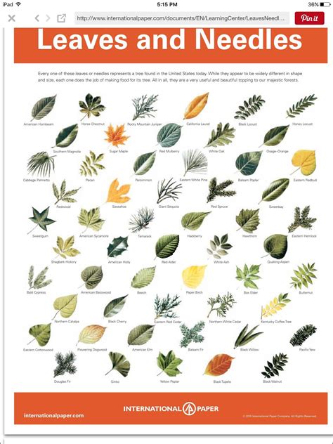 Printable Leaf Identification Chart Printable Leaves