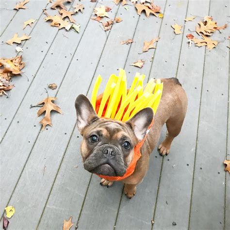 Our dragon can be made in any. Frenchie Fries halloween costume french bulldog | French ...