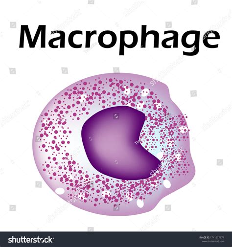 Structure Monocyte Monocytes Blood Cell Macrophage ภาพประกอบสต็อก