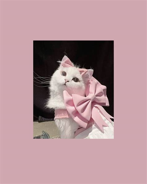 Download Cute Cat Aesthetic With Pink Ribbon Wallpaper