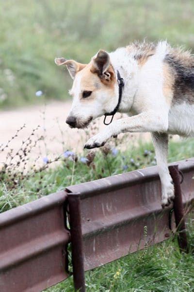 There are, it appears, a great many show jump fences at the various show jumping events and courses. Why Do Dogs Jump Fences - Wag! | Dog jumping fence, Dogs ...