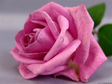 However, yellow flowers have taken on several other meanings in ancient cultures. Roses For All Seasons: The Meaning of Pink Roses: Love and ...