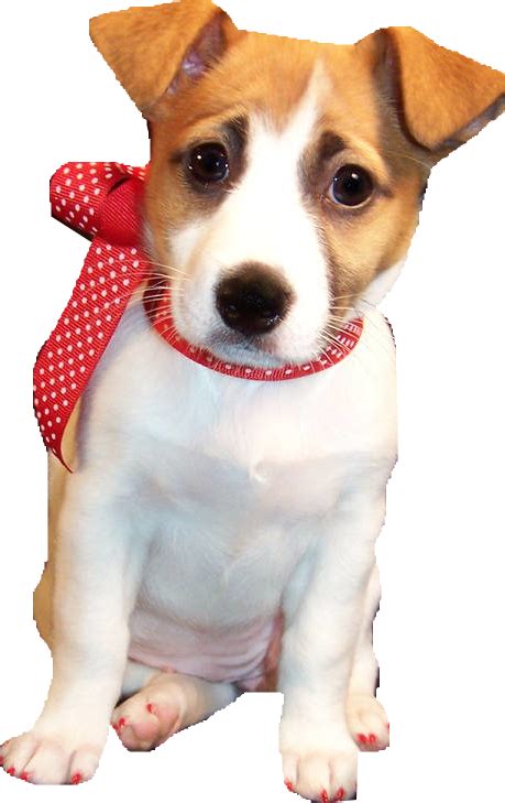 Pin By Jeannie On Love Jacks Jack Russell Terrier Jack Russell Terrier