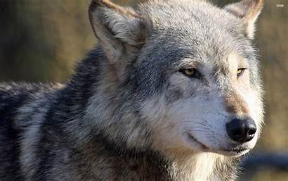 Wolf Gray Wallpapers Desktop Animal Animals Backgrounds