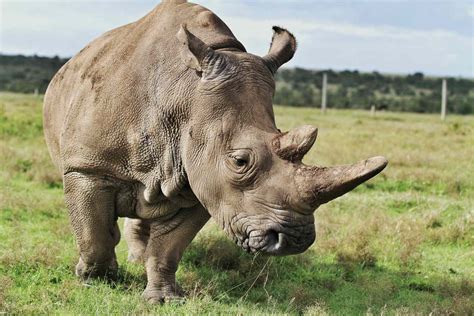 32 Interesting Jaw Dropping Facts About Rhinos Rhino Rest