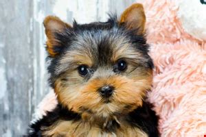 Though there is little known of its origin, we do know that is was bred in the united states within the last 20 to 30 years for. Buy Online Teacup Yorkshire Terrier | Yorkie puppy for ...