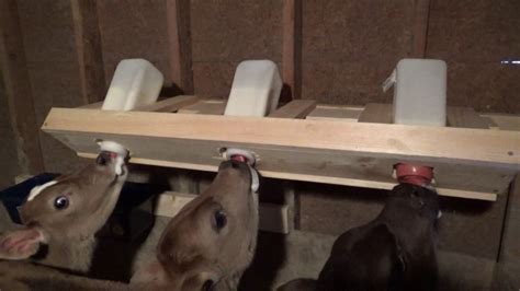 Check Out How This Three Calf Bottle Feeder Is Made Calves Baby Cows