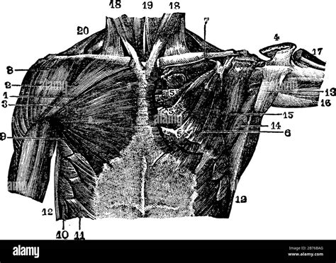 This Illustration Represents Muscles Of The Thoracic Region Vintage Line Drawing Or Engraving