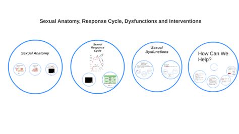 sexual anatomy response cycle and dysfunctions by michelle johnson