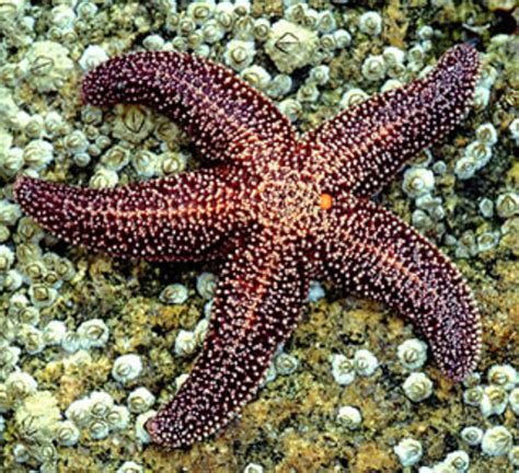 6 Crazy Facts About Starfish To Share With Your Kids