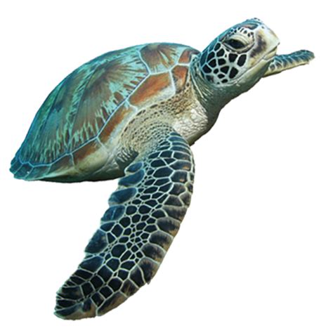Sea Turtle Png Transparent Clip Art Image
