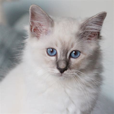 Les 80 Meilleures Chat Sacré De Birmanie Blue Tabby Point 241256