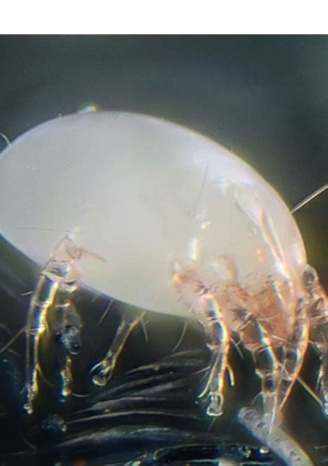 How To Kill Dust Mites With Pest Control Services Types Of Mites
