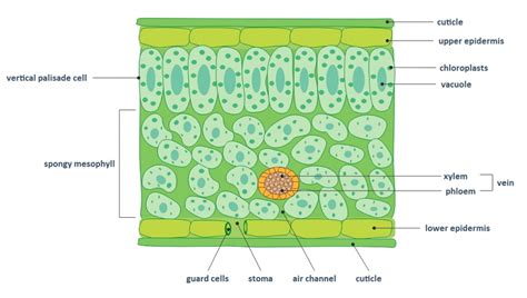 Labeled Diagram Of A Leaf Cross Section