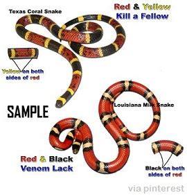 Monkey real fighting ☆ snake chanel tv. 4 Snakes To Beware Of In American Wilderness | Survivopedia