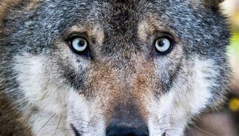 Wolfsrudel Lebt Unauffällig Am Nonsberg Umwelt Tgr Tagesschau