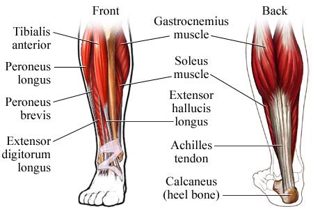 As it relates to the lower leg, anatomical proportions considered to be aesthetically pleasing were, of late, calculated by dr. All about training the calves. By Vic Goyaram ...