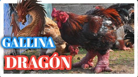 Pollo DragÓn Vietnamita Dong Tao 🐔🐲 Gallina Mitad Dragón De Los