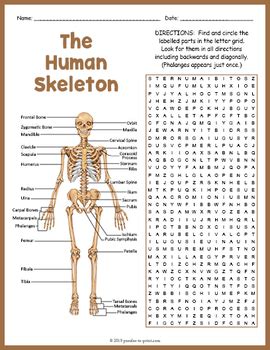 Human Skeleton Activity - Skeletal System Word Search Puzzle Worksheet