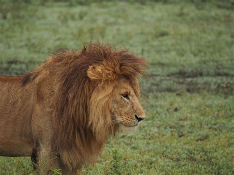 Park Lion Africa Lions Mane Safari National Pa Park Lion Africa
