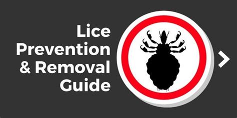 What Do Lice Look Like 20 Close Up Pictures Of Lice