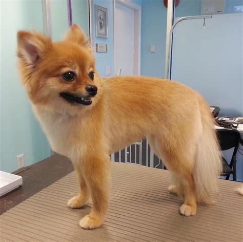 9 Wildly Cute Pomeranian Haircut Styles To Tame The Fluff