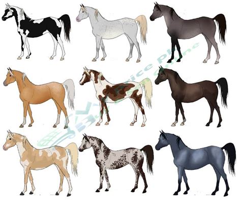 Everything You Need To Know About Horse Breeds