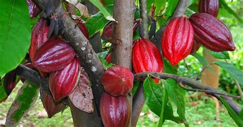 Humans Started Growing Cocao Trees Source Of Chocolate Over 3600