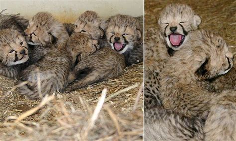 Two Cheetahs Give Birth To Adorable Litter Of Ten Cubs At Smithsonian