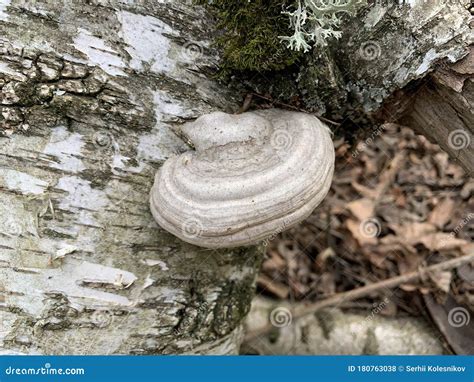 Mushroom Parasite Grows On An Old Tree In The Forest Closeup Of A Tree