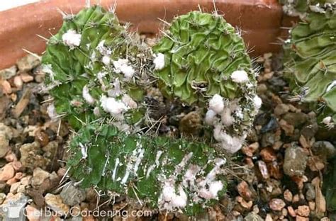 How To Get Rid Of Mealybugs On Houseplants For Good Get Busy Gardening