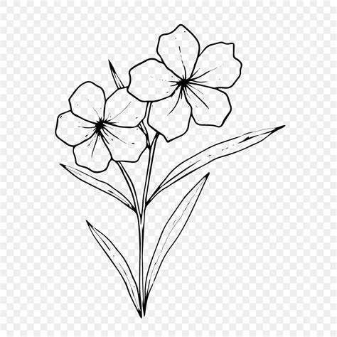 Beautiful Flower Sketch Flower Drawing Flower Sketch Flower Png And