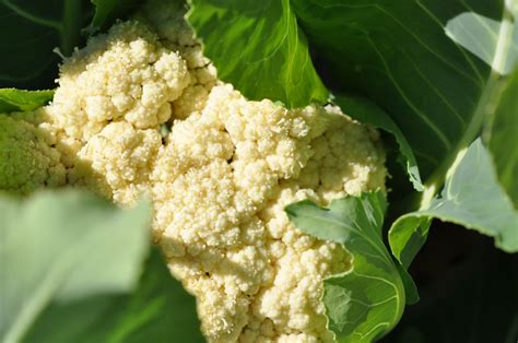 How To Grow Cauliflowers From Seed The Garden Of Eaden