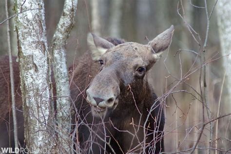 Winter Mammals In Poland 2016 Trip Report Wild Poland