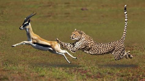 Most Amazing Big Cats Hunting Attack Compilation Cheetah Lions Jaguar