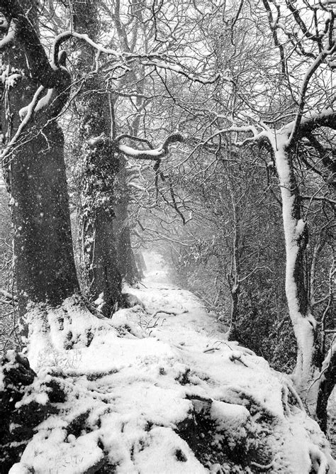 Beech Trees Rutland Carlow Hunttony Flickr