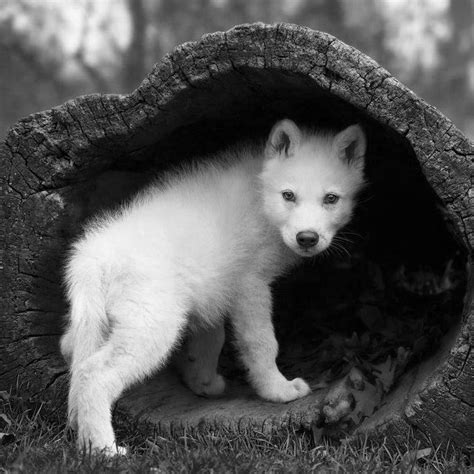 Pin By Davidwagnerdavid On White Wolf Divine Angelo Wolf Pup