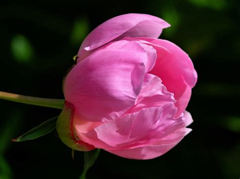 Fotos Gratis Naturaleza Pétalo Verano Rosa Floreciente Rosado