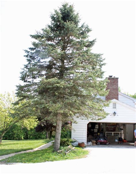 Though similar to trimming, it is done for tree maintenance directly. How Much Does it Cost to Remove a Pine Tree? - 2020 Cost Guide