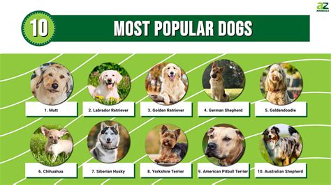Top 10 Most Popular Dogs A Z Animals