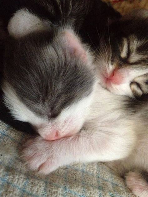 Sleeping Babies Cute Baby Animals Kittens Cutest Pretty Cats